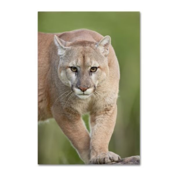 Robert Harding Picture Library 'Cougar' Canvas Art, 16x24, Trademark Fine Art, Mfr#: ALI19161-C1624GG